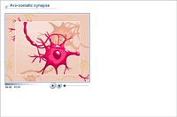 Axo-somatic synapse