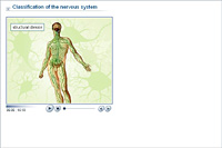 Classification of the nervous system
