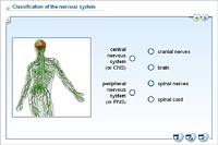 Classification of the nervous system