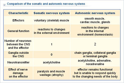 somatic nervous system meme