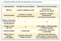Comparison of the somatic and autonomic nervous systems