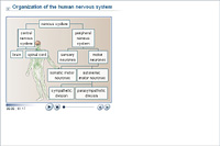 Organization of the human nervous system