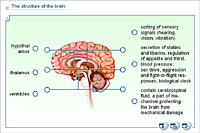 The structure of the brain