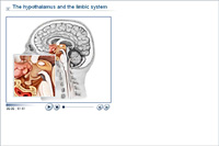 The hypothalamus and the limbic system
