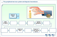 The peripheral nervous system and impulse transmission