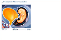 Development of the nervous system