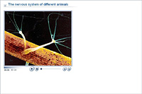 The nervous system of different animals