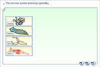 The nervous system and body symmetry