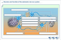 Structure and function of the autonomic nervous system