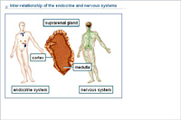 Inter-relationship of the endocrine and nervous systems