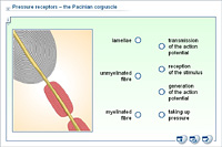 Pressure receptors – the Pacinian corpuscle