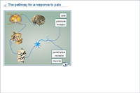 The pathway for a response to pain