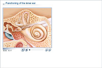 Functioning of the inner ear