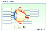 Human eye – anatomy