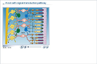 A rod cell's signal-transduction pathway
