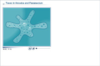 Taxes in Amoeba and Paramecium