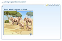 Animal groups and communication
