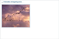 V-formation of migrating birds
