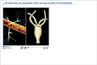 Evolutionary development of the nervous system of invertebrates