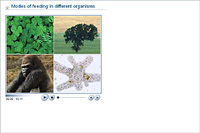Modes of feeding in different organisms