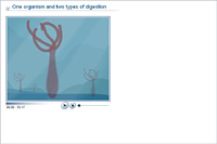 One organism and two types of digestion