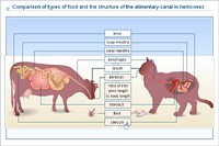 Comparison of types of food and the structure of the alimentary canal in herbivores and carnivores