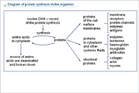 Diagram of protein synthesis in the organism