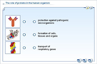 The role of proteins in the human organism
