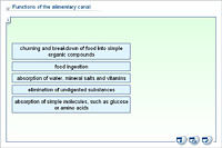 Functions of the alimentary canal