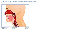 Buccal cavity – the first section of the alimentary canal
