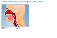 Pharynx and oesophagus – another stage in the journey of food