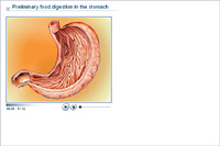 Preliminary food digestion in the stomach