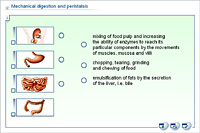 Mechanical digestion and peristalsis