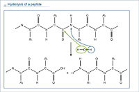 Hydrolysis of a peptide