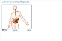 Structure and functions of the pancreas