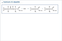 Hydrolysis of a dipeptide