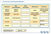 The process of carbohydrate digestion