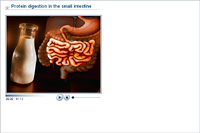 Protein digestion in the small intestine