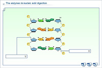 The enzymes in nucleic acid digestion