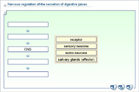 Nervous regulation of the secretion of digestive juices