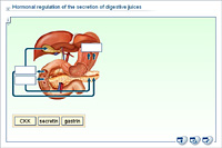Hormonal regulation of the secretion of digestive juices