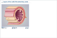 Layers of the wall of the alimentary canal