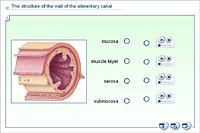 The structure of the wall of the alimentary canal