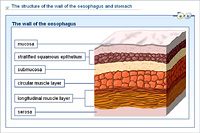The structure of the wall of the oesophagus and stomach