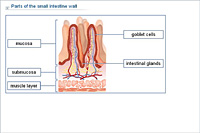 Parts of the small intestine wall