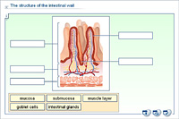 The structure of the intestinal wall