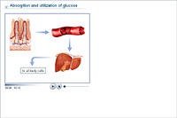 Absorption and utilization of glucose