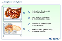 Absorption of carbohydrates