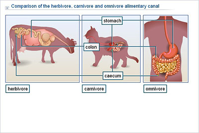 differences carnivores omnivores herbivores