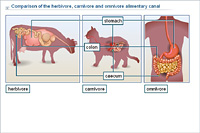 Comparison of the herbivore; carnivore and omnivore alimentary canal